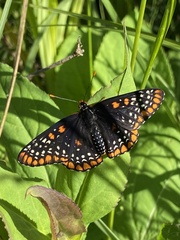 Euphydryas phaeton