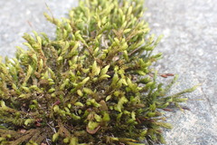 Grimmiaceae