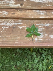 Parthenocissus quinquefolia