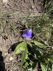 Campanula rhomboidalis