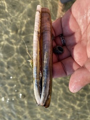 Ensis