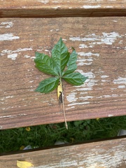 Parthenocissus quinquefolia