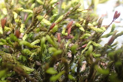 Grimmiaceae