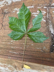 Parthenocissus quinquefolia