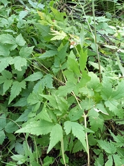 Clematis alpina sibirica