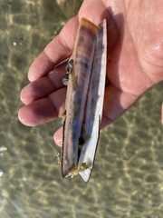 Ensis