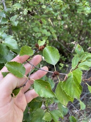Betula occidentalis