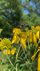 Eremnophila aureonotata