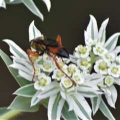 Sphex ichneumoneus