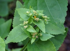 Ageratina herbacea