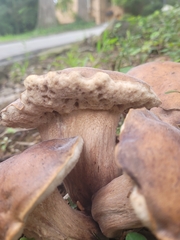 Tylopilus balloui