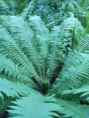 Matteuccia struthiopteris