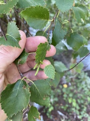 Betula occidentalis