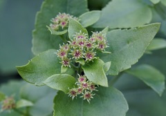 Ageratina herbacea