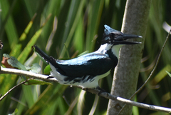 Chloroceryle amazona