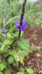 Stachytarpheta