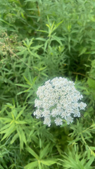 Daucus carota