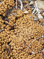 Tortella tortuosa