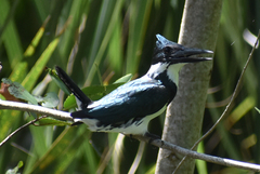 Chloroceryle amazona