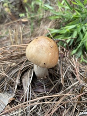 Amidella