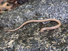 Tantilla hobartsmithi