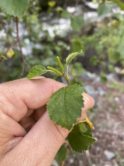 Betula occidentalis