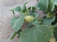 Xanthium