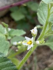 Solanum physalifolium nitidibaccatum