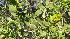Maytenus vitis-idaea