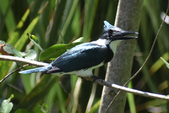 Chloroceryle amazona