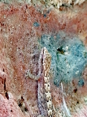 Lepidodactylus lugubris