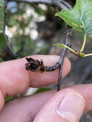 Betula occidentalis