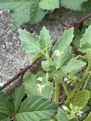 Solanum physalifolium nitidibaccatum