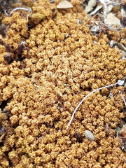 Tortella tortuosa