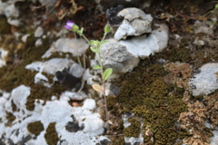 Campanula delicatula