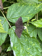 Erynnis