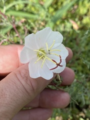 Oenothera pallida