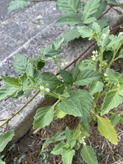 Solanum physalifolium nitidibaccatum