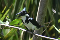 Chloroceryle amazona