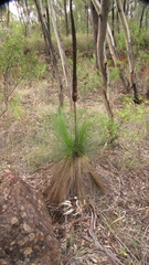 Xanthorrhoea johnsonii