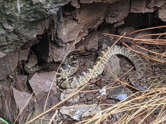 Crotalus molossus molossus