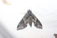 Eumorpha triangulum