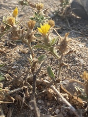 Centaurea solstitialis