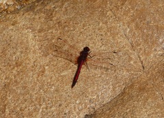 Trithemis arteriosa