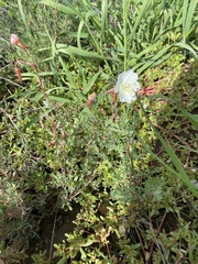 Oenothera pallida