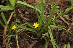 Hypoxis mexicana