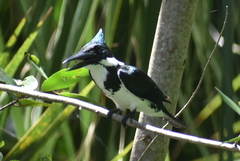 Chloroceryle amazona