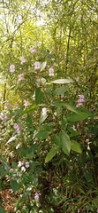 Impatiens glandulifera