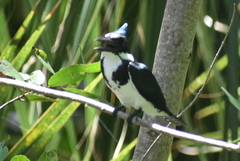 Chloroceryle amazona