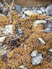 Tortella tortuosa
